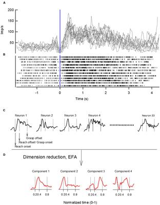 Neuronal Correlates of Functional Coupling between Reach- and Grasp-Related Components of Muscle Activity